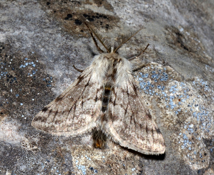 Lycia alpina